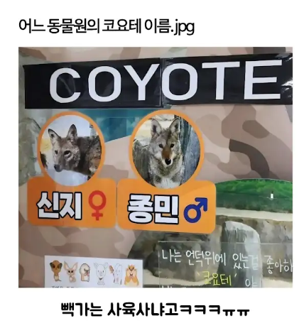 한 동물원의 코요테 이름(0)