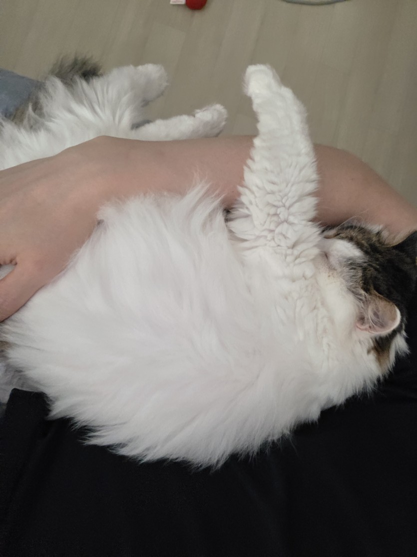 아기냥이(0)