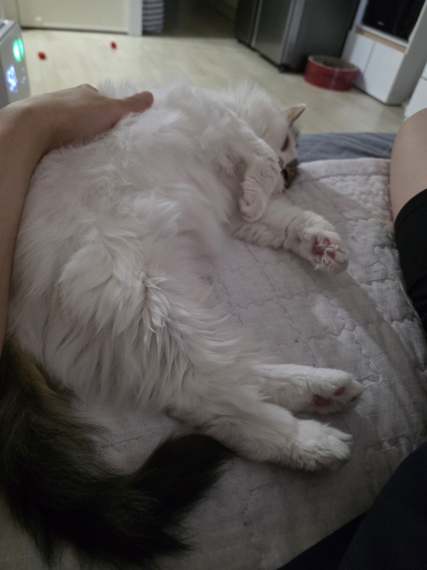 아기 고양이(0)