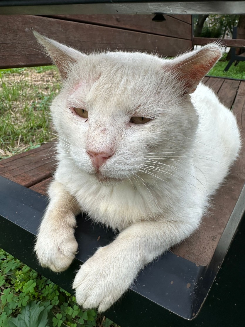 고양이 보러나왓네여(0)