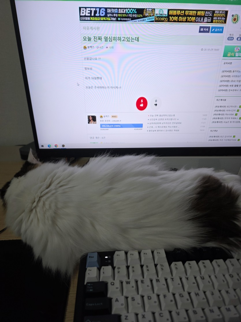 ㄱㅇㅇ가 댓노하고 싶다네요(0)