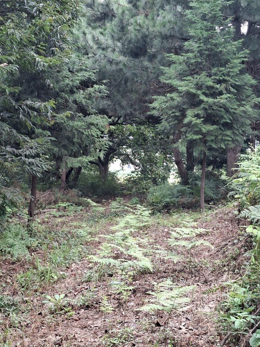 뒷산왔네요(0)
