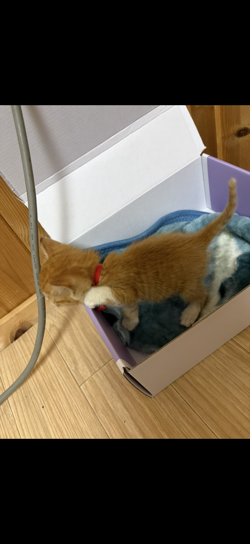 뽕알이 막컷으로(0)