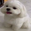 조용필이네여(0)