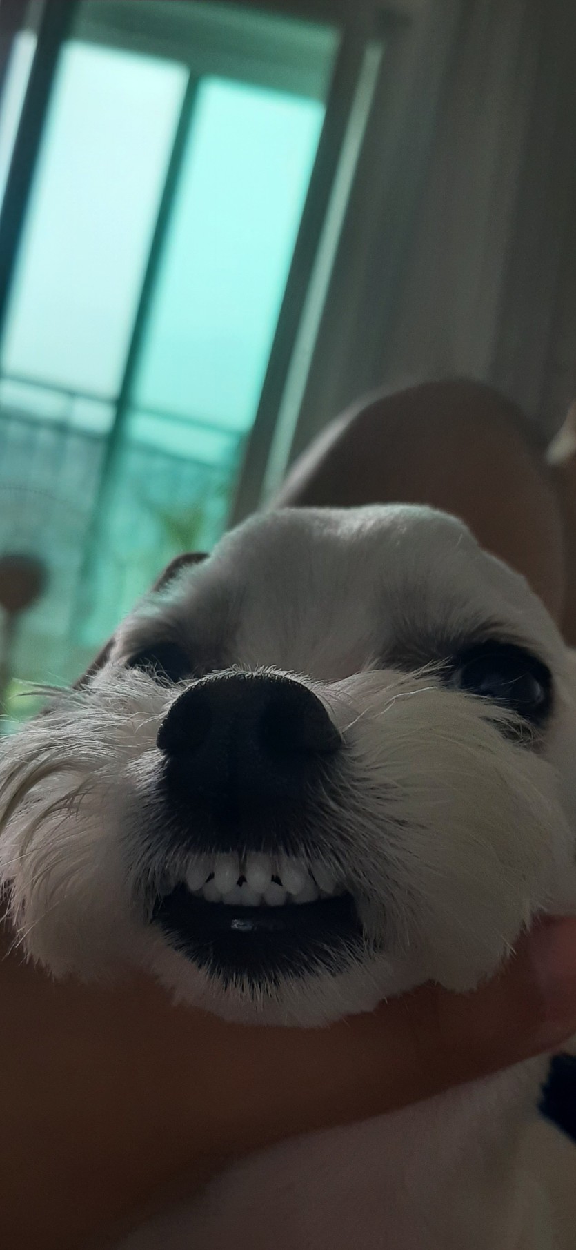 개초코꾼 갑니다(0)