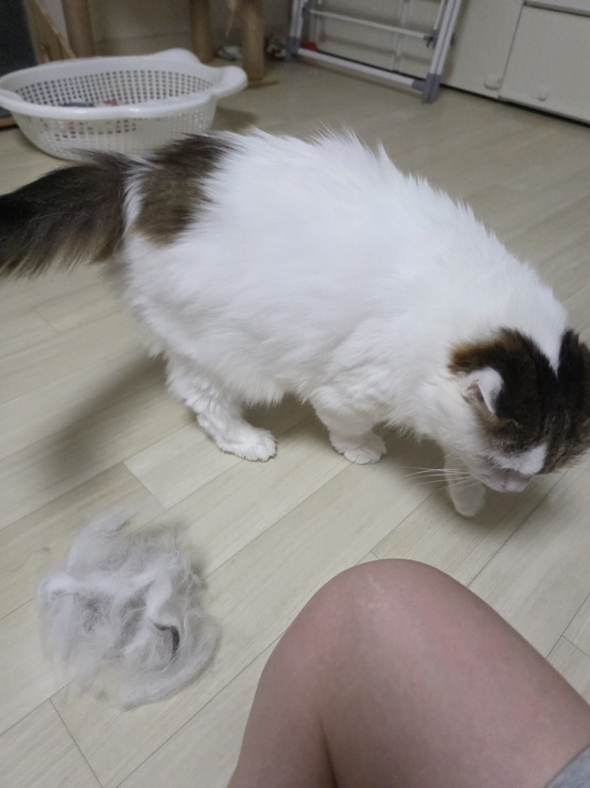 ㅁㅊ 고양이빗 하나바꿨는데(0)