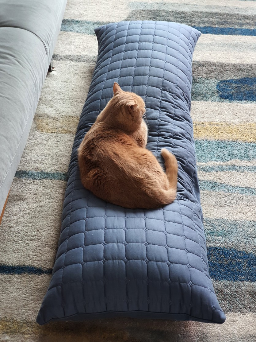 고양이 팔자 부릅다(0)