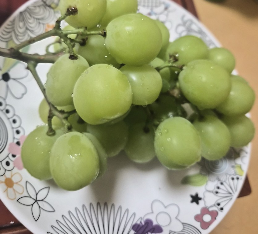 찬샤한바리(0)