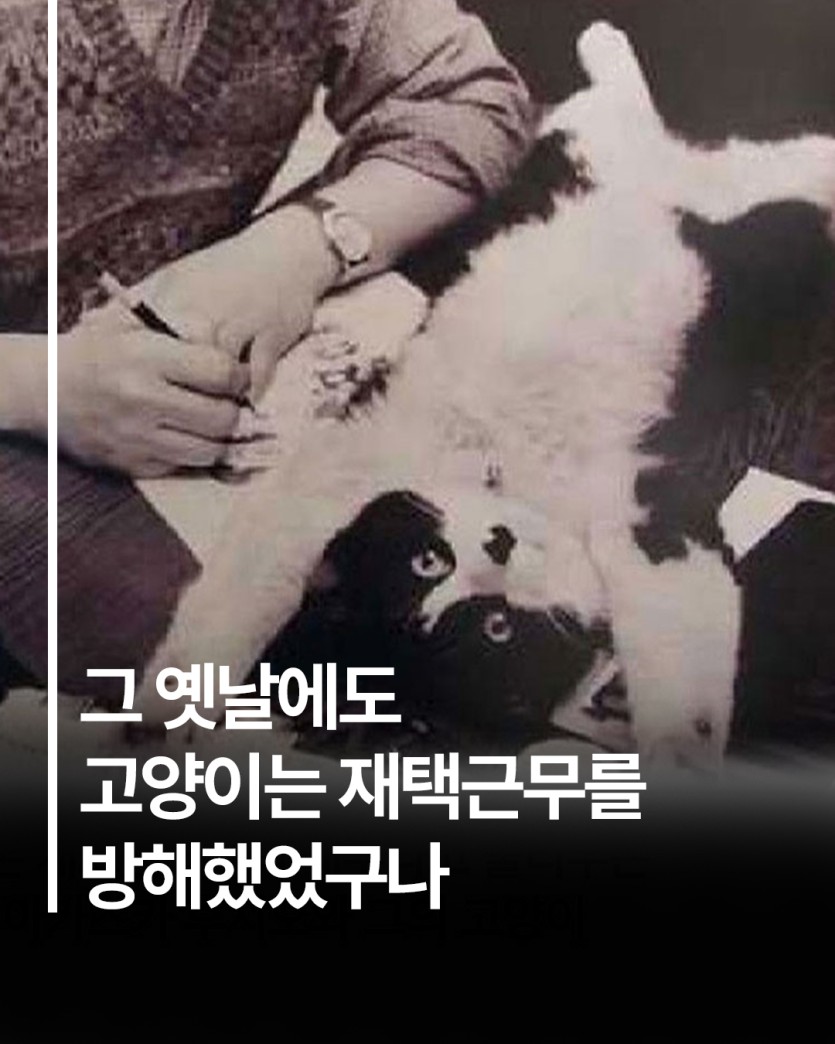 야옹이들은 말이죠(0)