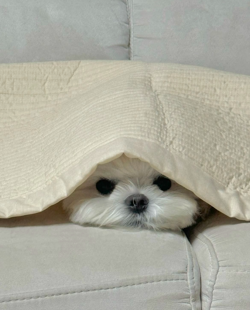장마 시작인가요(0)