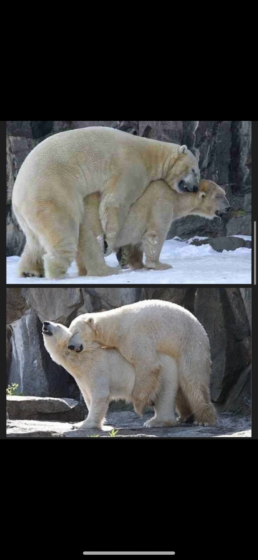 북극곰 숫자늘어나는짤(1)