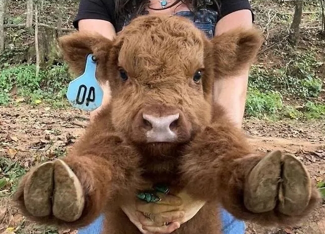 태어난 지 얼마 안 된 귀염둥이 아기소(0)