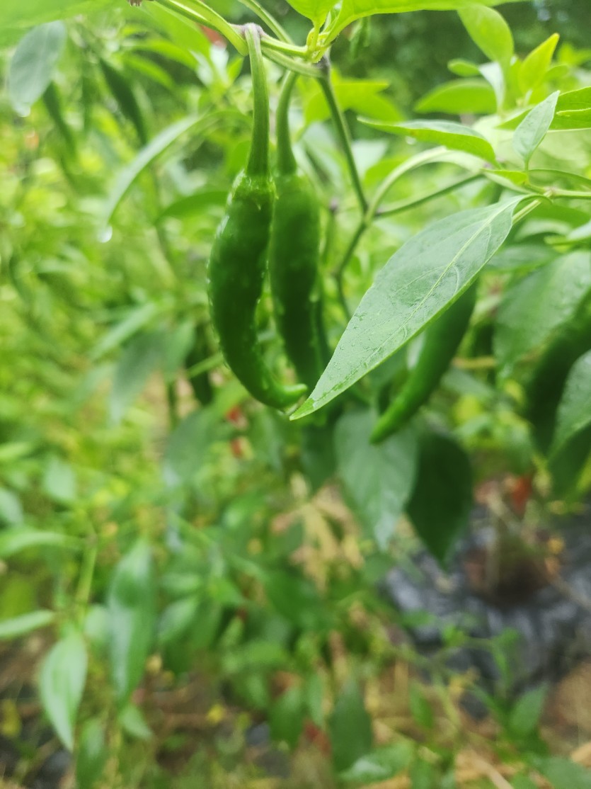 회사  텃밭에(0)