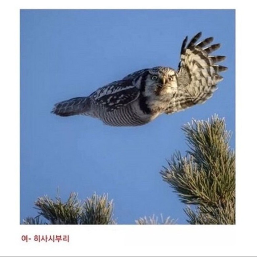 아 포 다뻇겻네(0)