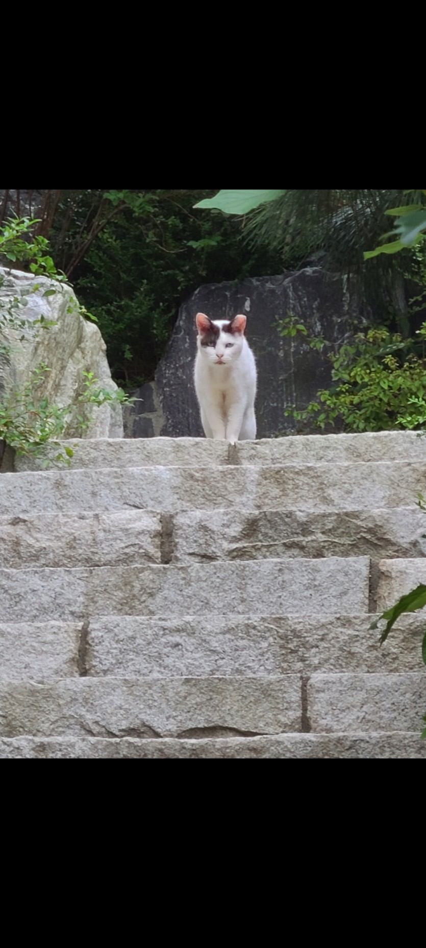 내랑 맞짱뜨는냥이 ㅋㅋ(0)