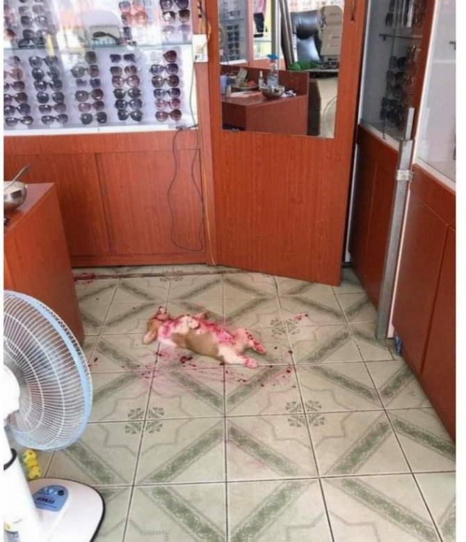 강아지 피범벅 입니다..(0)