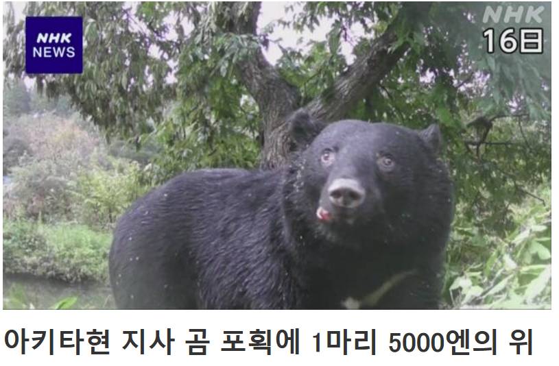 일본 곰 포획 현상금(0)