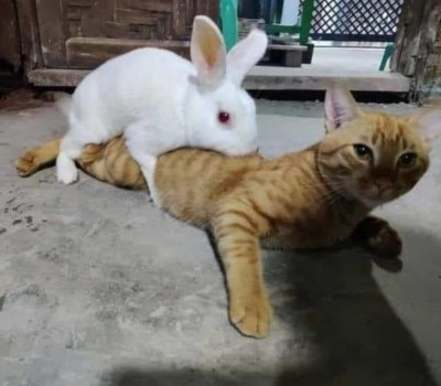 고양이와 토끼(0)
