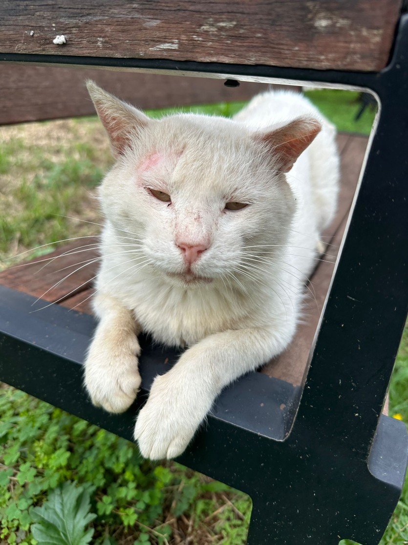 고양이 보러나왓네여(1)