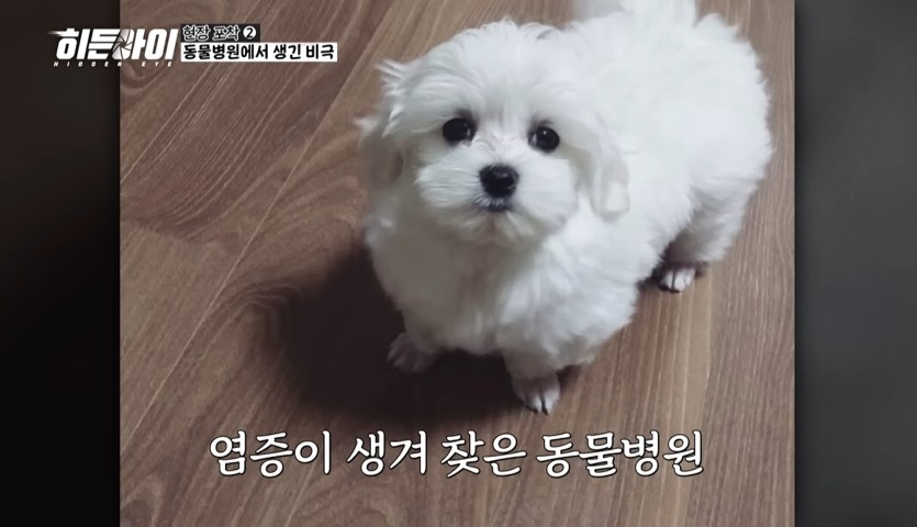염증주사 대신 안락사주사 투여한 수의사(0)
