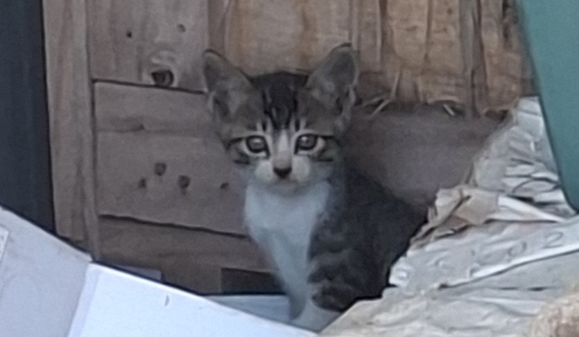 고냥이(0)