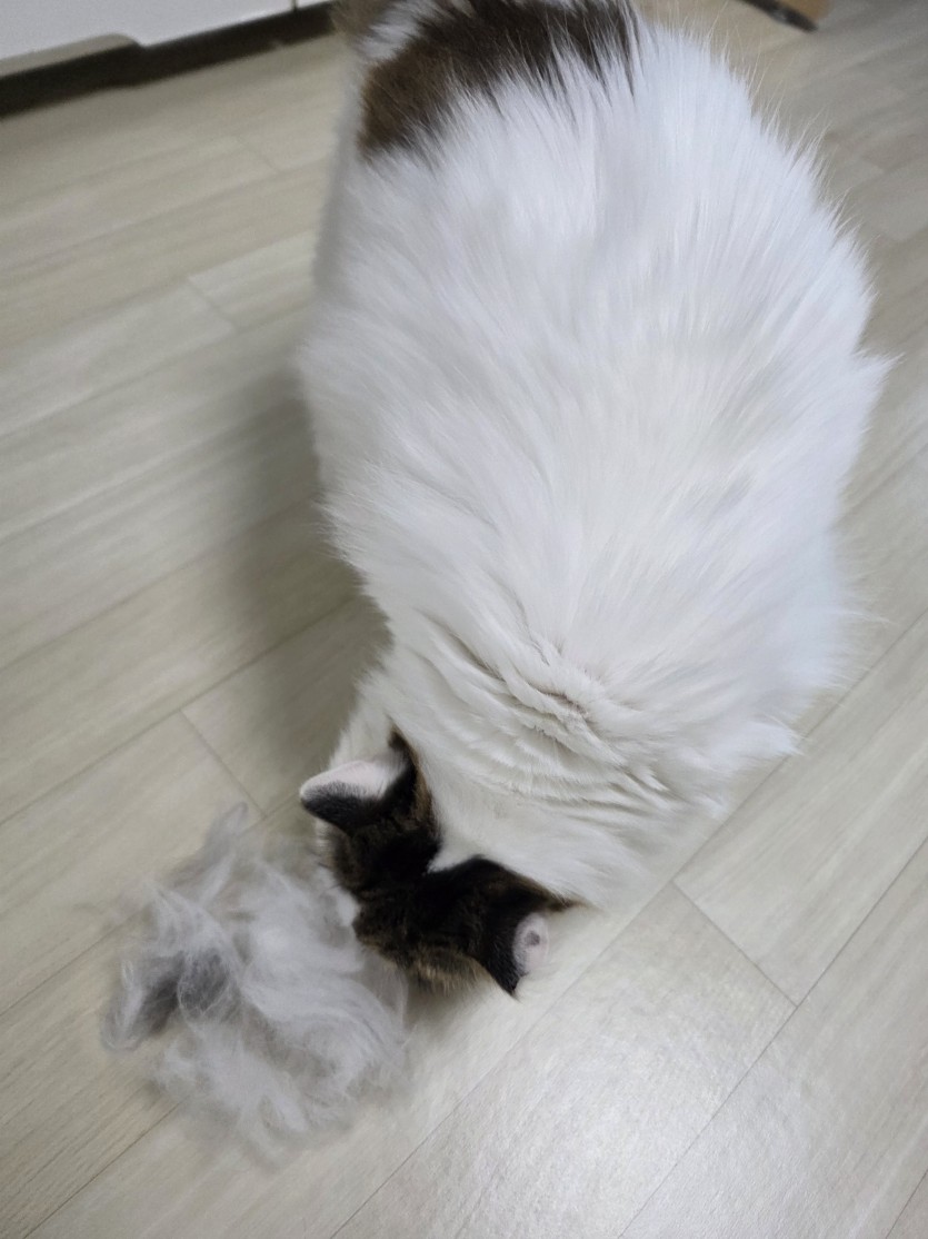 ㄱㅇㅇ빗질 2차전(0)