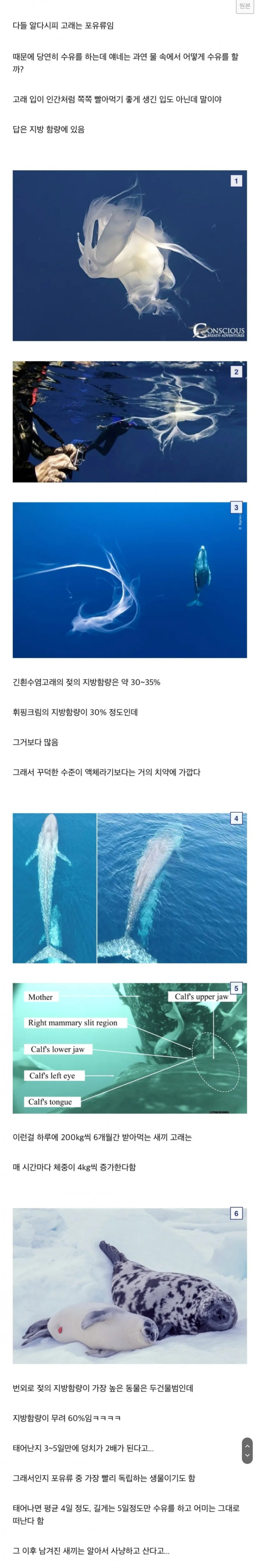 바다에서 수유를 하는 고래 젖과 세상에서 가장 진한 젖(0)