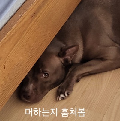 공지 언제쯤 올릴려나요 ㅅㅅ(0)