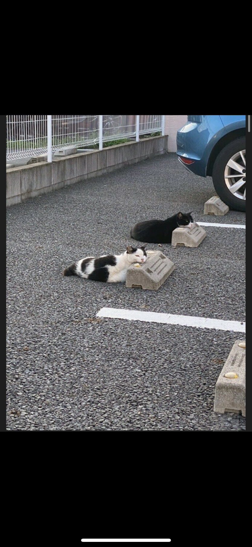 일본 고양이주차장(0)