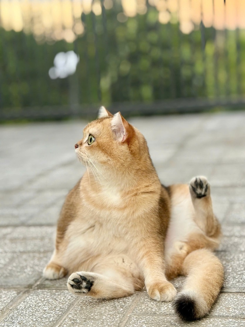 요...요염하닷!(0)