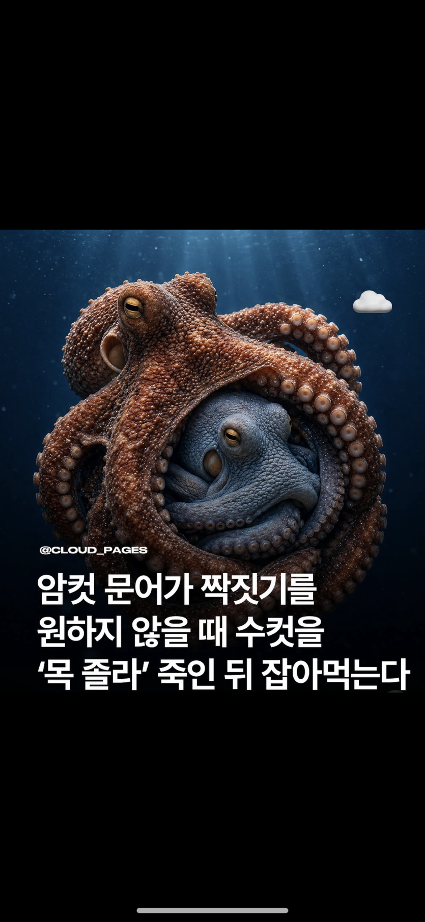 ㅎㅎ 암컷 문어 이야기(0)