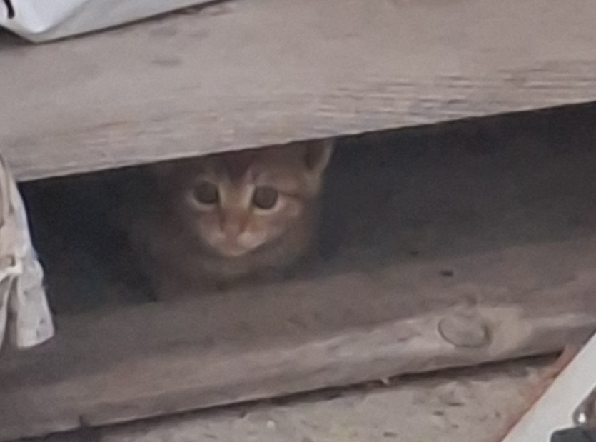 고양이는(0)
