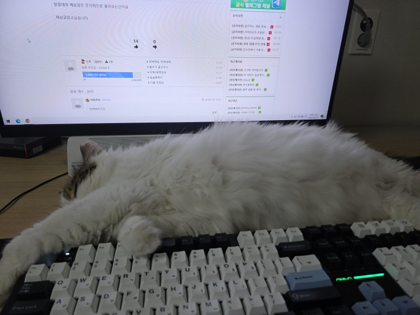 댓노방해 냥이(0)