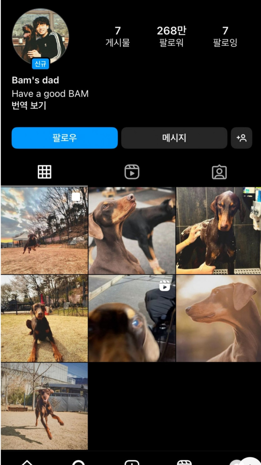 강아지 인스타 개설 하루만에 268만 팔로워(0)