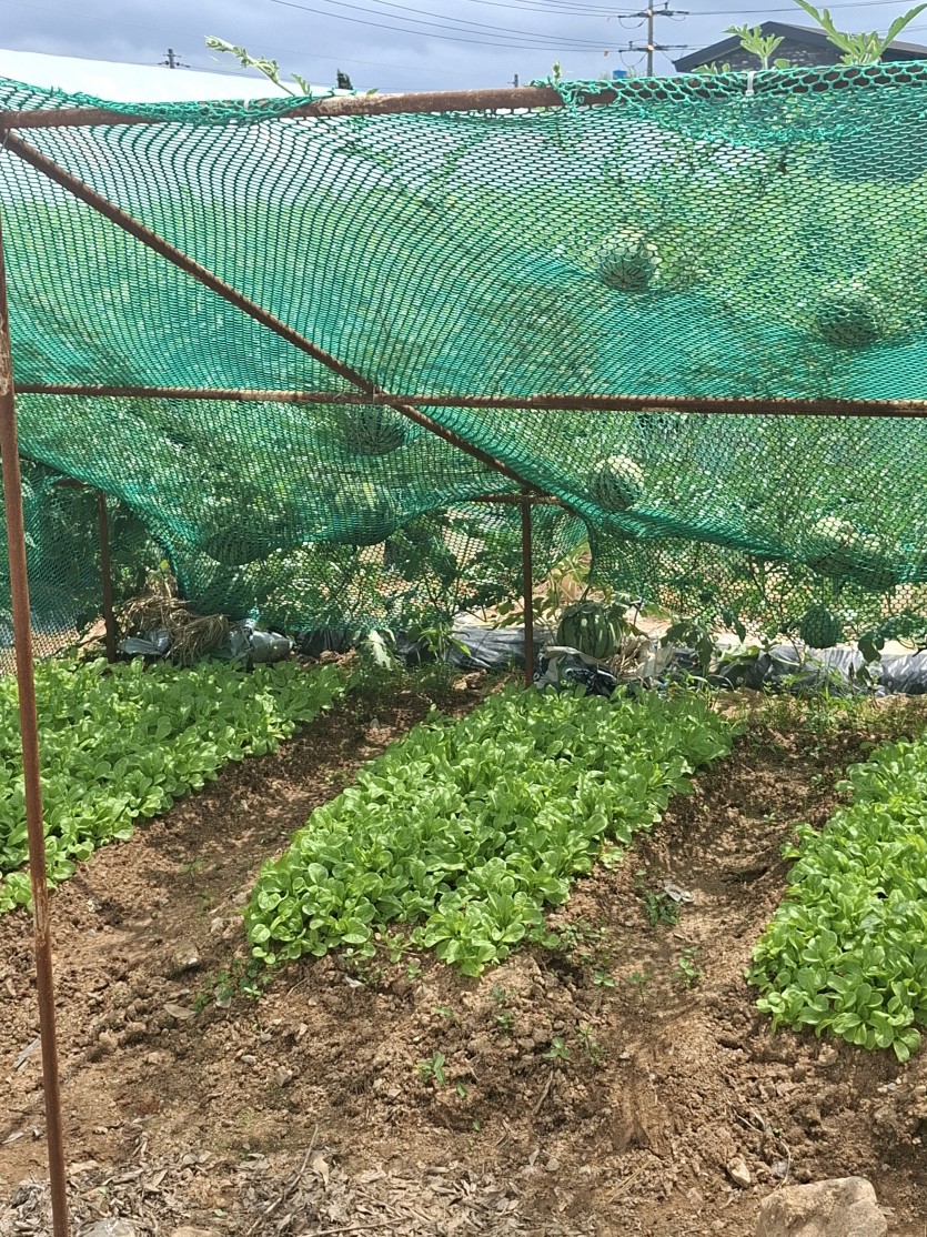 수박(0)