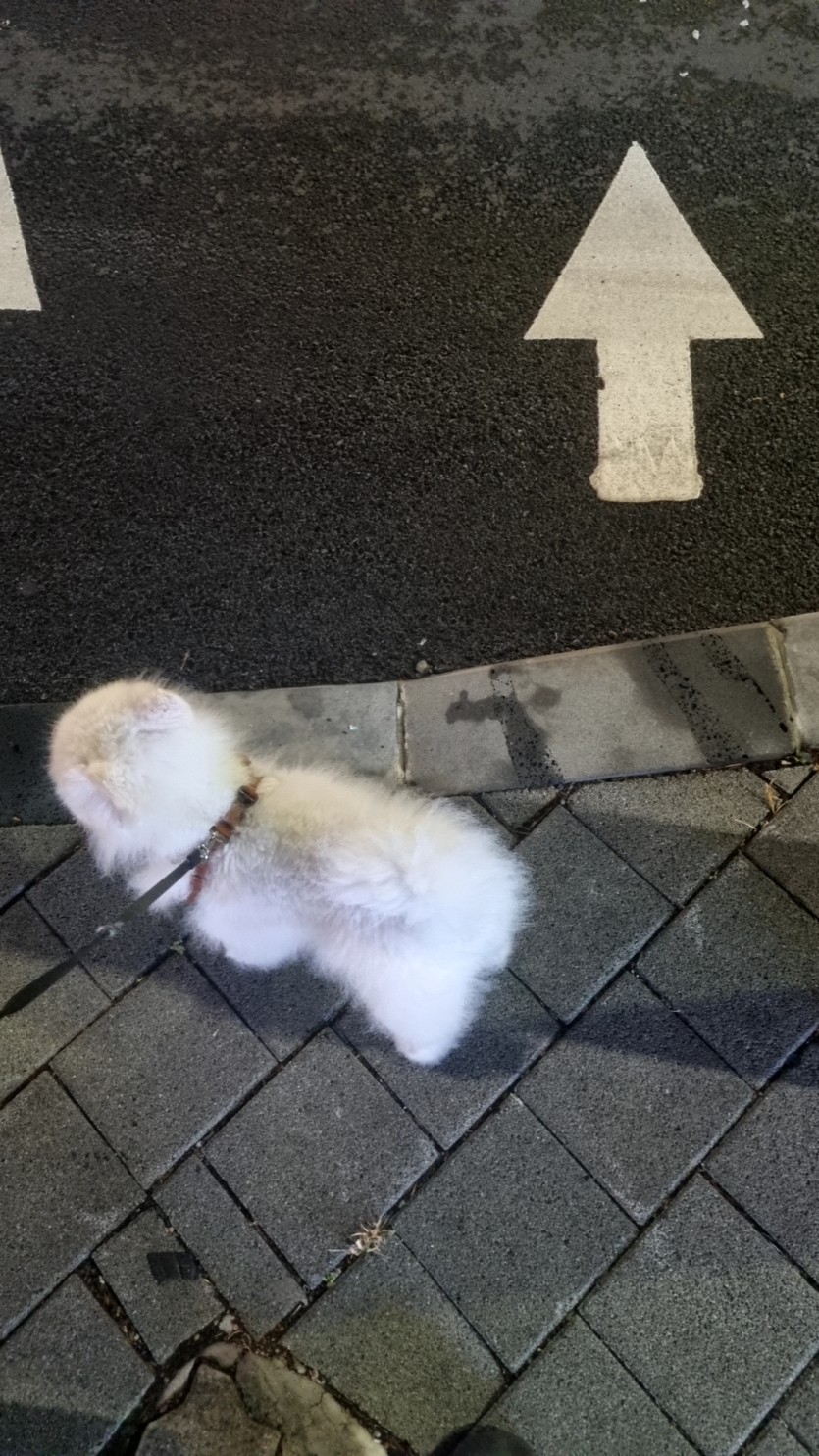 산책나왔습니다(0)