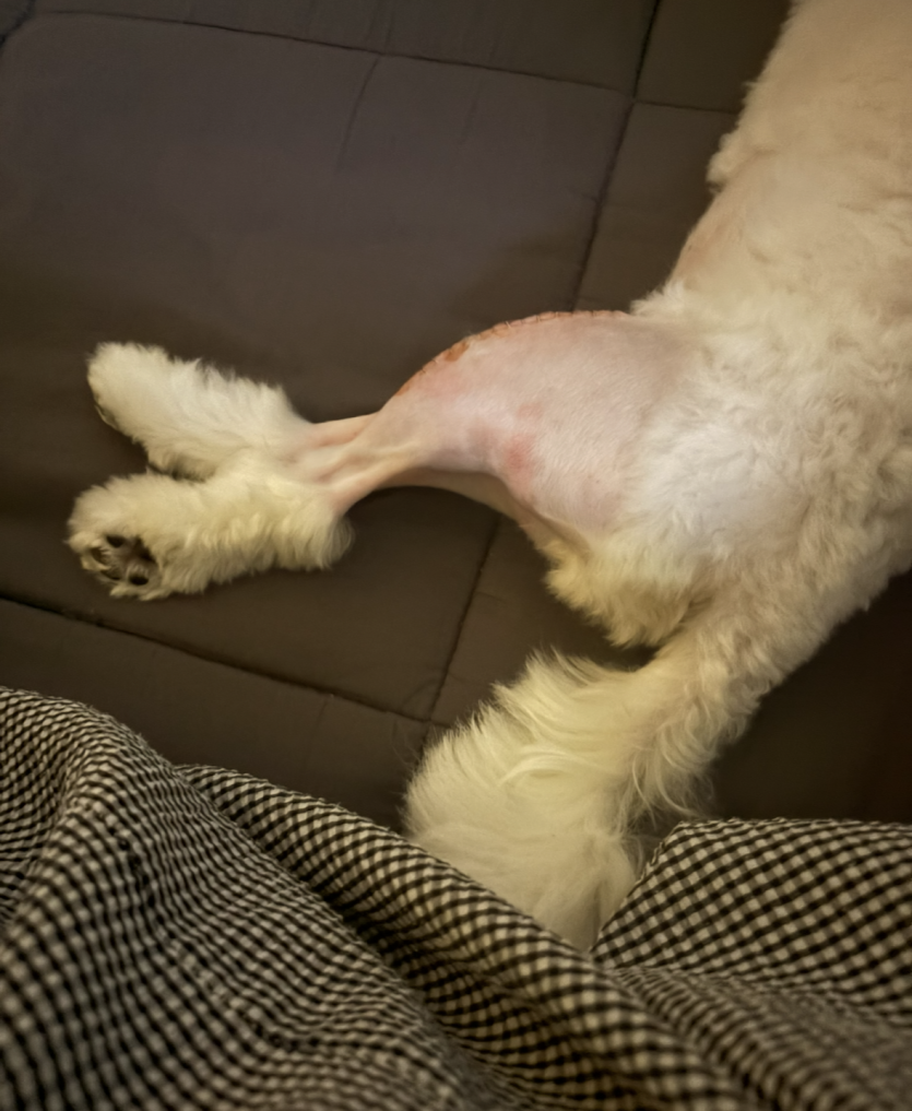 개다리를 닭다리로 만들어놨노…(0)