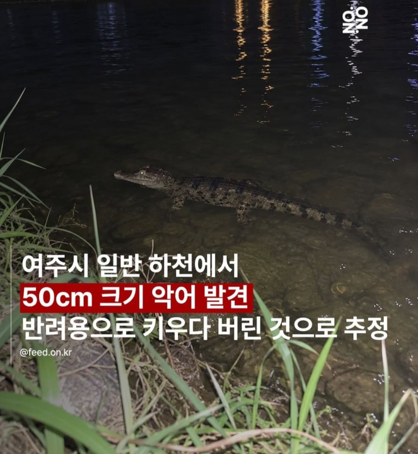 악어를 ㄷㄷ(0)