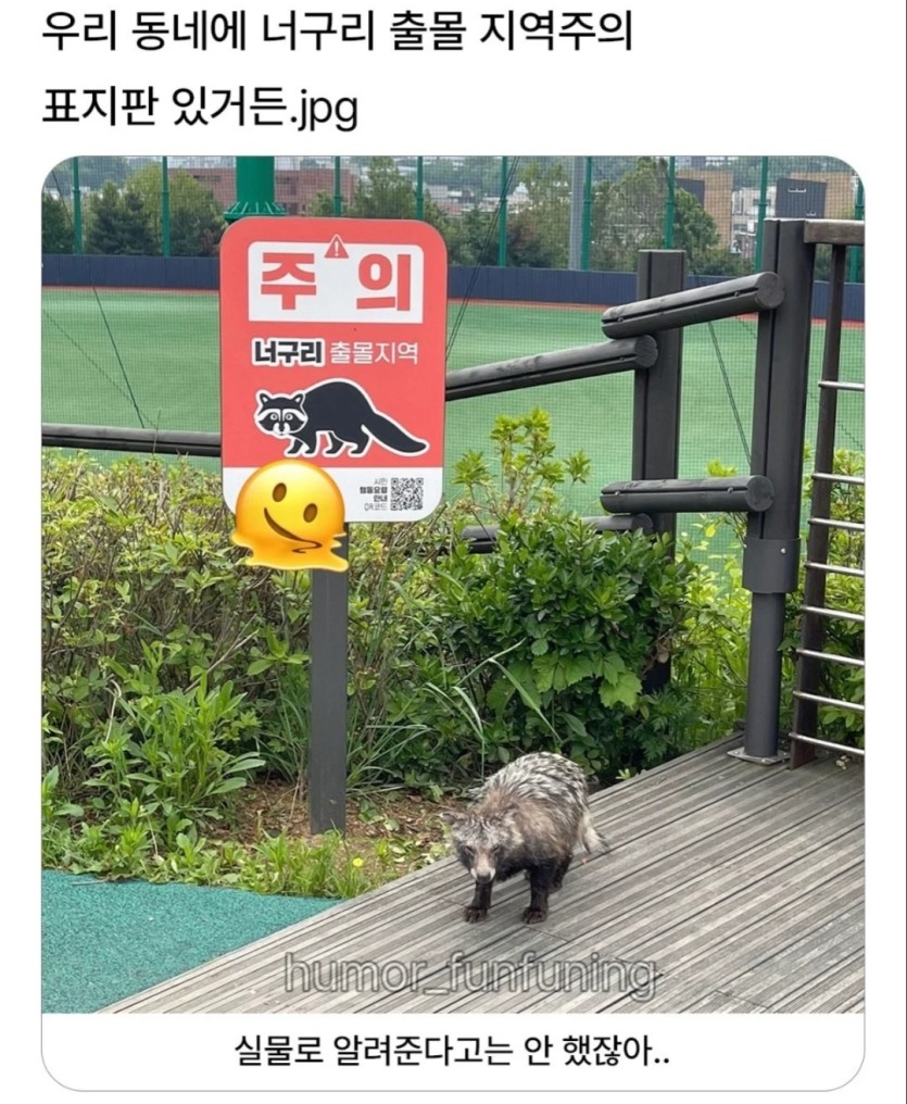 너구리 한마리 몰고가세요(0)