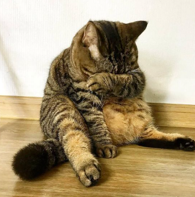 병든 병아리마냥❤️(0)