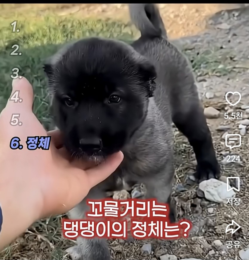 강아지 이쁘다고 함부로키우면 줘때는이유(0)