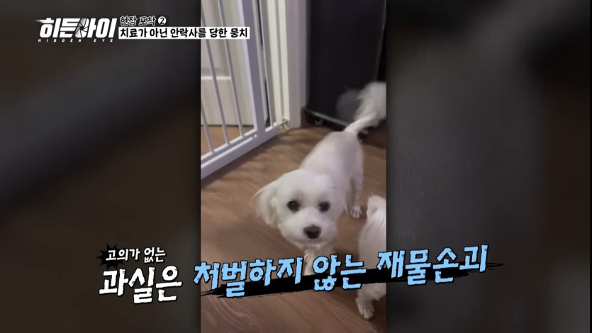 염증주사 대신 안락사주사 투여한 수의사(3)