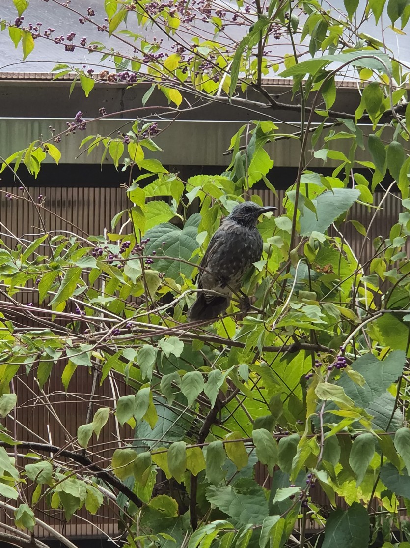 잡새(0)