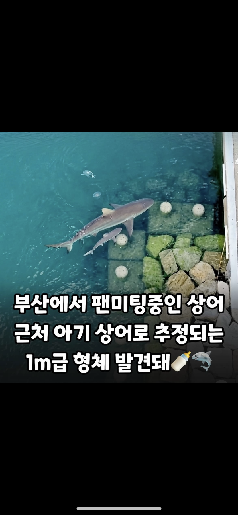 부산에 새끼상어가 ㄷㄷ(0)