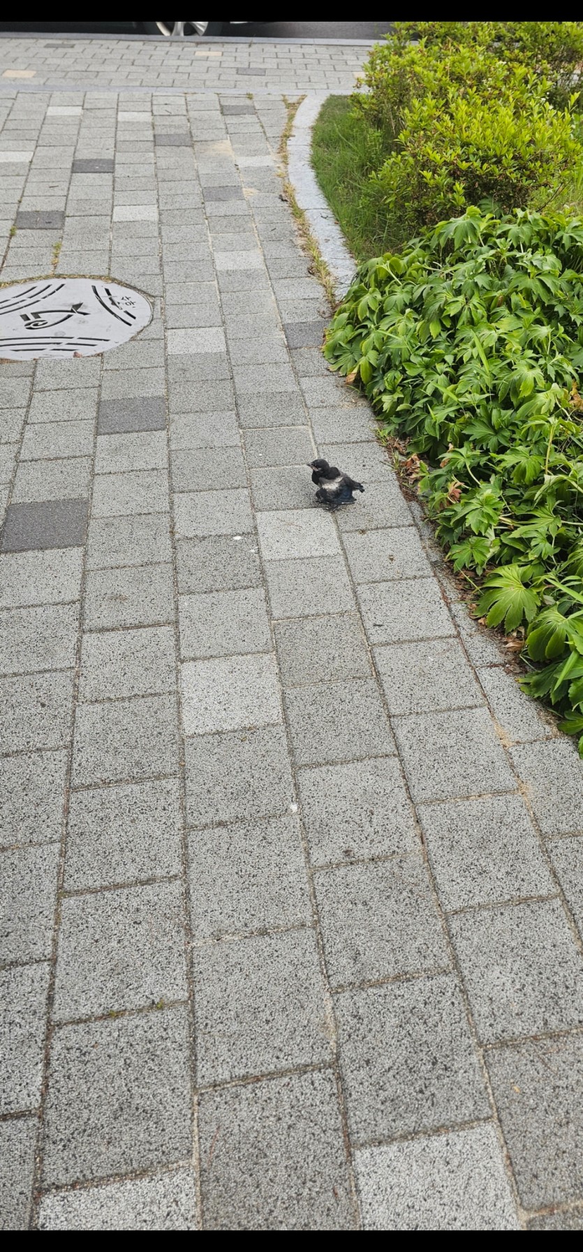 담배피러갔다가 새가떨어져있는데(0)