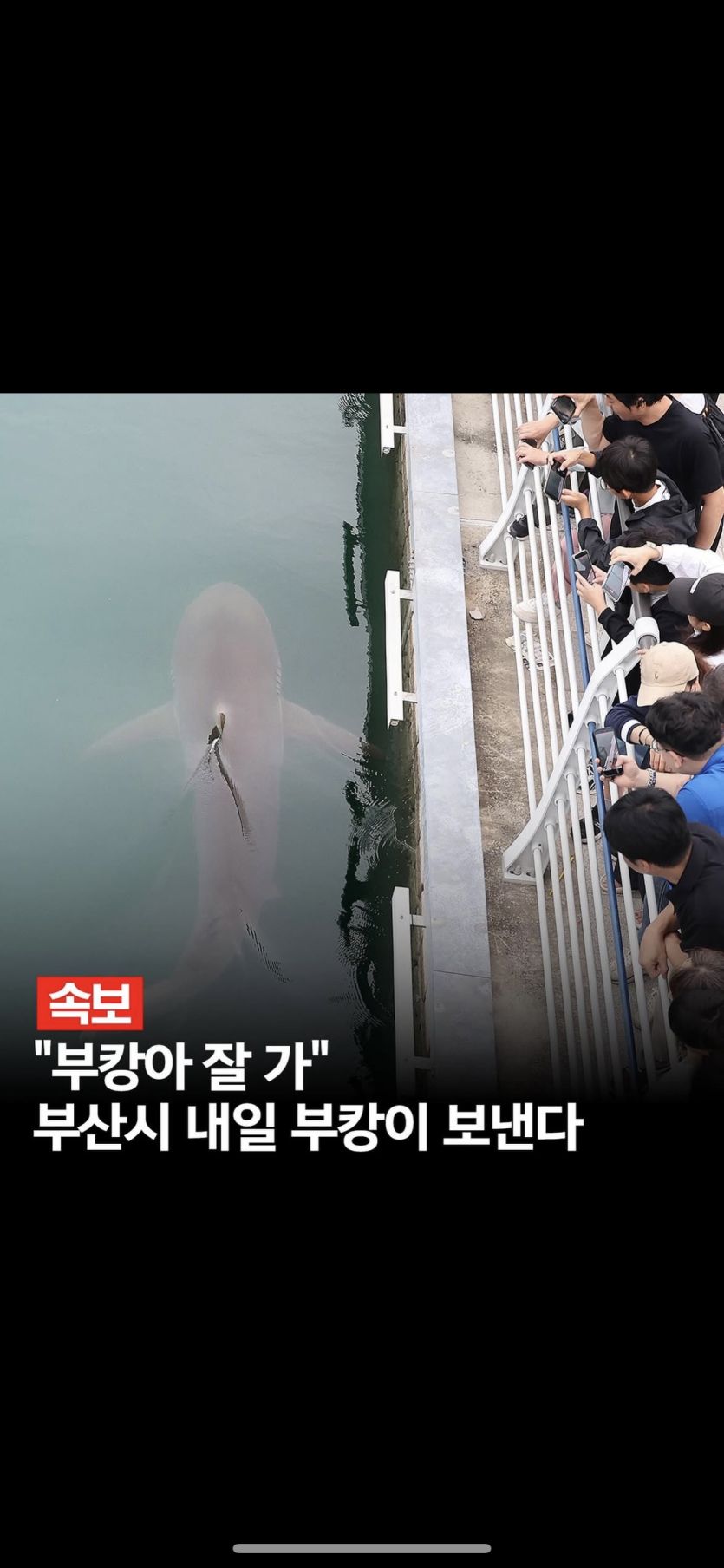 부캉이 ㅠㅜ 내일 ㅜㅜ(0)