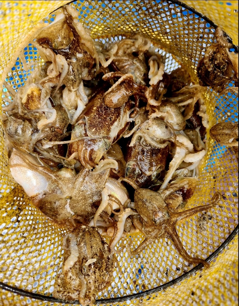 쭈꾸미. 힐링(4)