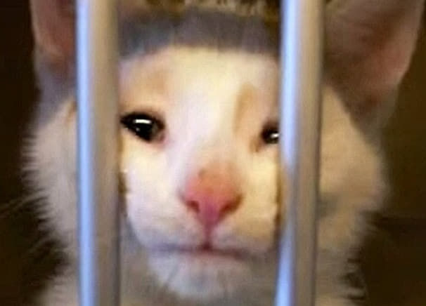 로즈보리형님배 25만 반납 사후인증(1)
