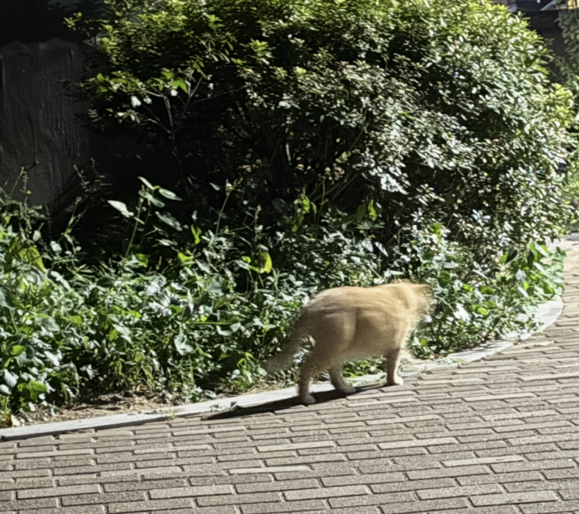 담피하다 고양이 지나가서 놀랐네여(0)