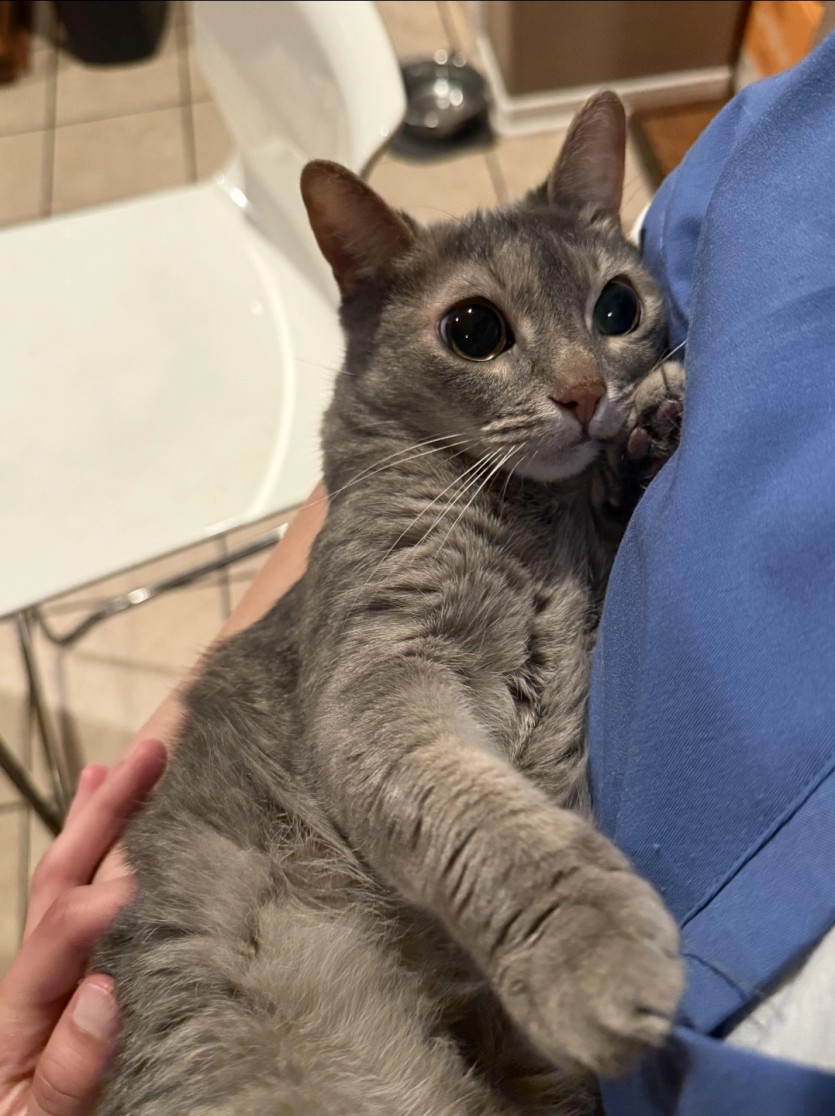 고양이 키우고 싶네요(0)